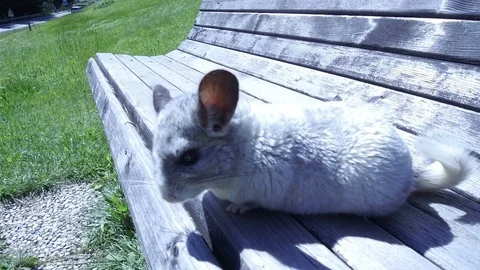 Gray chinchilla running on a bench Video stock 79710149