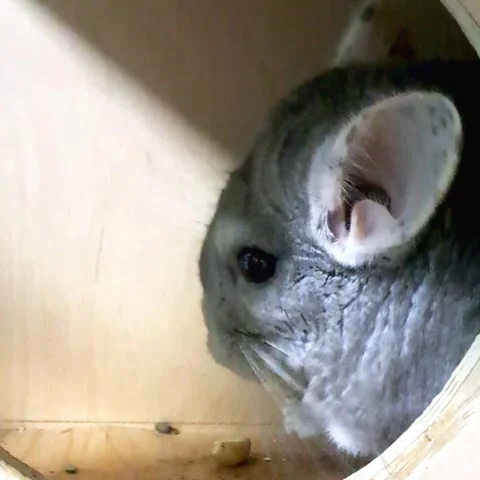 Gray chinchilla sitting inside a round wooden pet house. Stock Footage 331700780