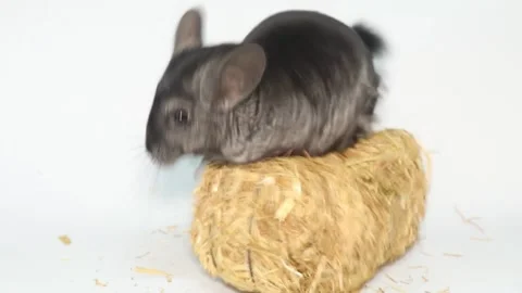 Gray chinchilla on a white background screen. Vídeo Stock 169356021