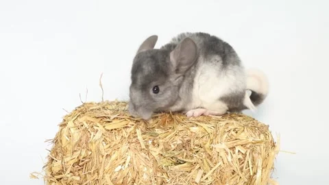 Gray chinchilla on a white background screen. Vídeo Stock 169552393