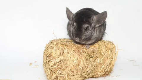 Gray chinchilla on a white background screen. Vídeo Stock 169554347
