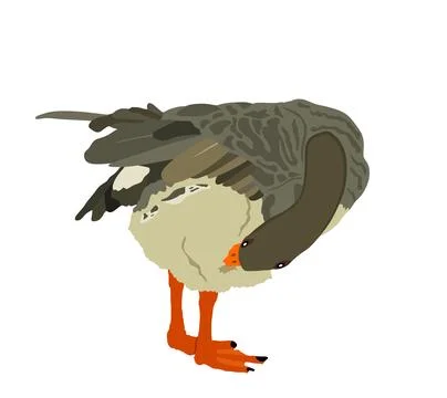 Gray Chinese goose vector illustration isolated on white Illustrazione stock