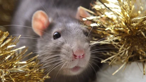 Gray christmas rat Stock Footage 108788196