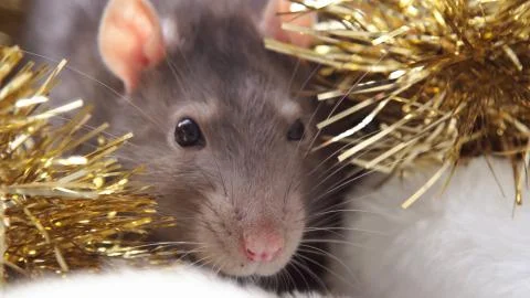 Gray christmas rat Stock Photos