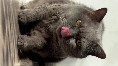 Gray chubby cat of the British breed licks its paw with its tongue. Stock Footage 191074106