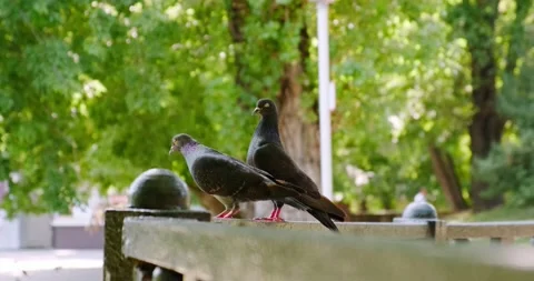 A gray city pigeon Vídeo Stock 158451243