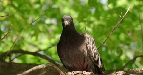 A gray city pigeon Stock Footage 158451269