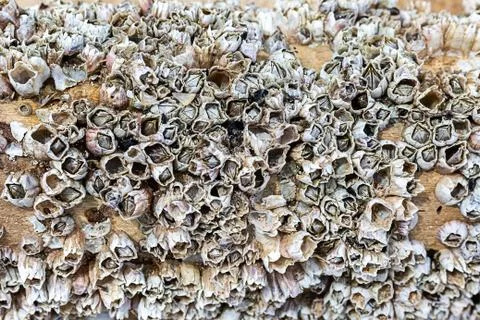 Gray clams on the outer side of the ship, background seascape close up Stock Photos