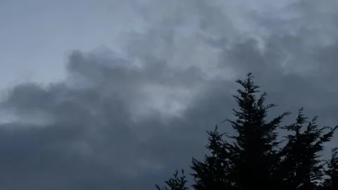 Gray cloudy sky dark clouds background landscape pine branches sway on Stock-Footage 241029889