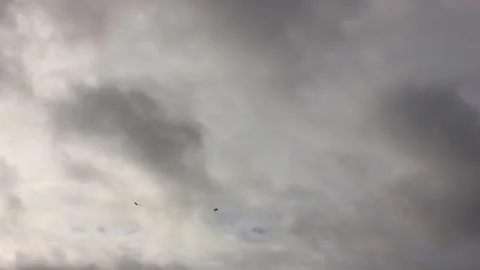 Gray cloudy sky with few birds flying through Stock Footage 124008611