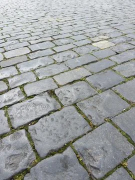 Gray cobblestones line the pavement. Tiny green moss grows between stones. .. Stock Photos
