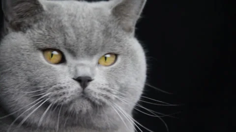A gray color cat licks its nose and jumbs come out of the frame Stock Footage 35485555