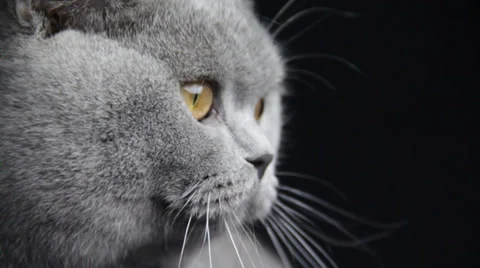 A gray color cat searches something in a dark room Stock Footage 35485383