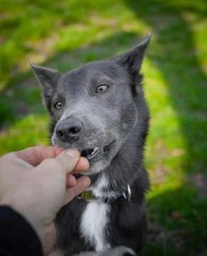 Gray color dog eats training snack from human hands Stock Photos