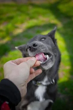 Gray color dog eats training snack from human hands Stock Photos