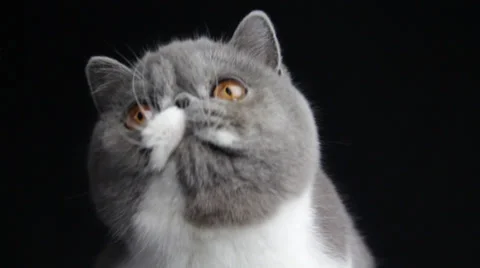 A gray color flat face cat looks up and downwards searches something Stock Footage 35487439