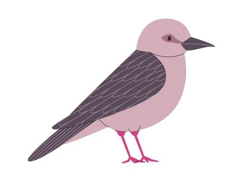 Gray color small bird grenada dove endangered species pretty cute nature an.. Stock Illustration