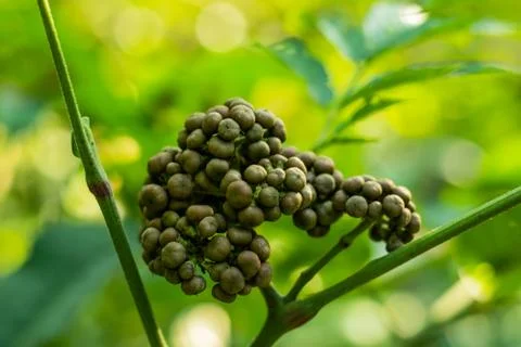 Gray color small cherry fruit of the forest Stock Photos