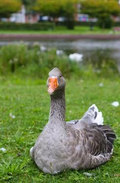 Gray colored duck lying on the grass, in the background an out of focus lake Stock Photos