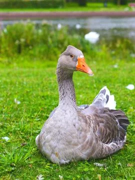 Gray colored duck lying on the grass, in the background an out of focus lake Stock Photos