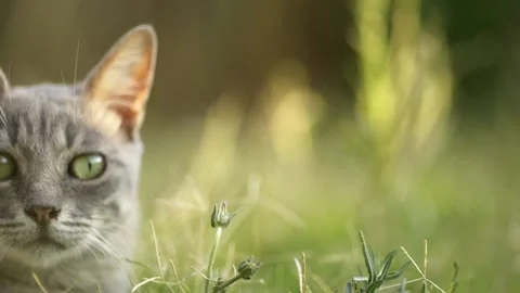 Gray colored female curious cat looking around Stock Footage 231803314