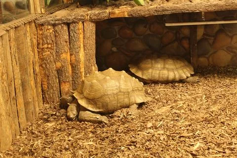 Gray Colored Land Turtle Crawling On The Floor Of An Enclosure In A Zoo Stock Photos