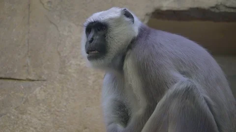 A gray colored monkey sitting on the rock Stock Footage 79893002