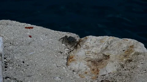 Gray common crab Carcinus Maneas is promenading on concrete molo Stock Footage