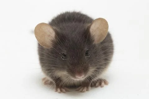Gray common house mouse isolated on white background	 Foto stock