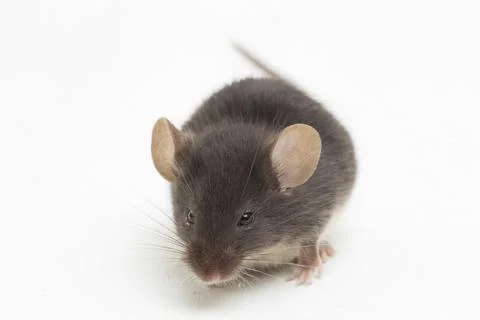Gray common house mouse isolated on white background	 Fotos de archivo