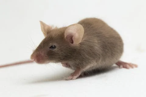 Gray common house mouse isolated on white background	 Foto stock