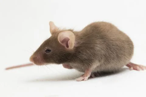 Gray common house mouse isolated on white background	 Stock Photos