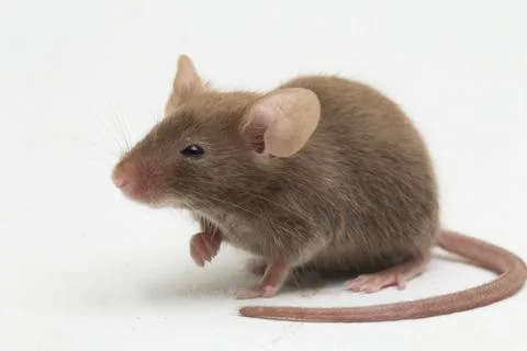 Gray common house mouse isolated on white background	 Foto stock