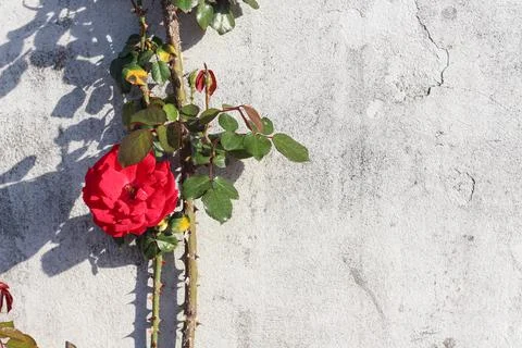 Gray concrete background Stock Photos