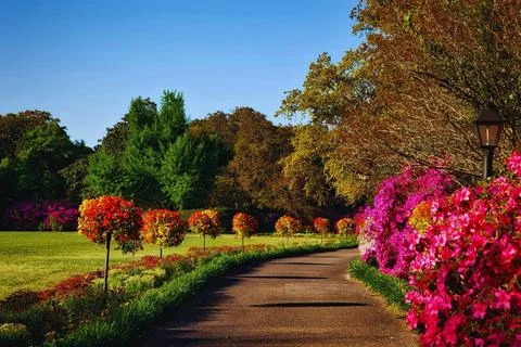 Gray Concrete Pathway Besides Pink Flower during Day Stock Photos