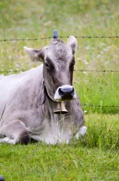 Gray cow with a bell lying Stock Photos