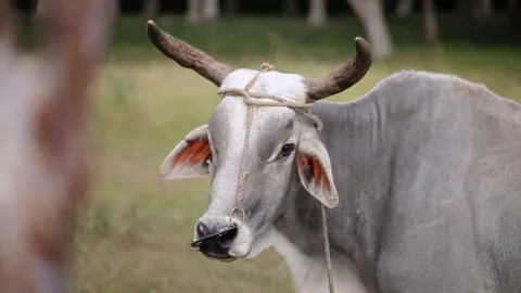 Gray cow at farm Video stock 73052778