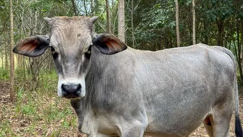 Gray cow looking in the forest Stock Photos