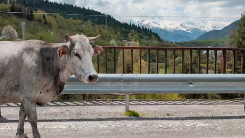 Gray cow walking along road. Mountains wiew. Stock Footage 254167655