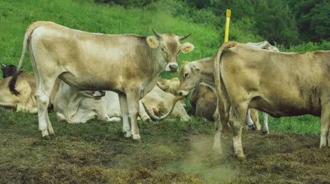 Gray cows rest on brawn ground, green filed on background Stock Footage 63780056