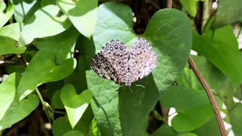 Gray cracker butterfly resting on green leaf in nature Stock Footage 335287659