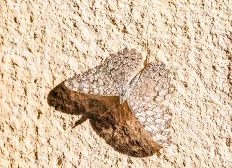 Gray Cracker (Hamadryas februa ferentina) Butterfly Resting on a Stucco Wall Stock Photos