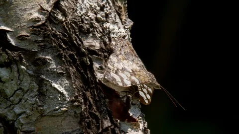 Gray Cracker (Hamadryas februa) 動画素材 86683561