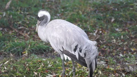 Gray Crane Video stock 107852293