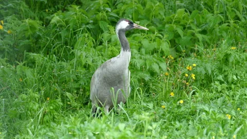 Gray Crane Video stock 113347579