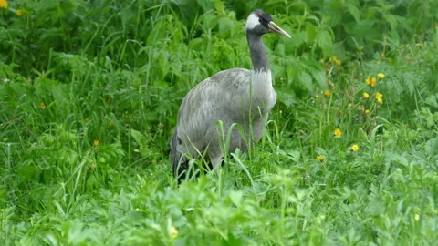 Gray Crane Stock Footage 113347655