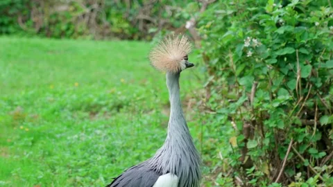Gray Crane Stock Footage 315175806
