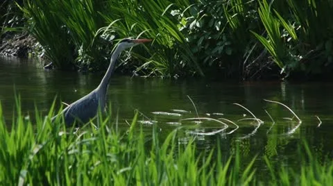 Gray crane - HD Video stock 21945937