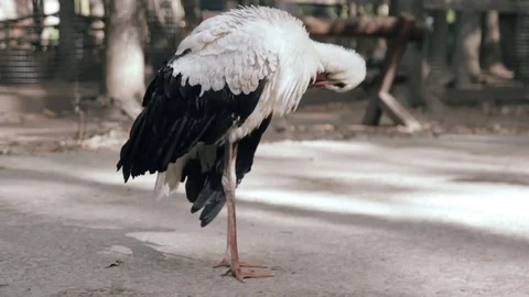 Gray crane heron looking in the nature Video stock 70841529
