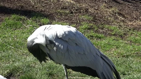 Gray crane preening its feathers standing on green grass Video stock 238007755